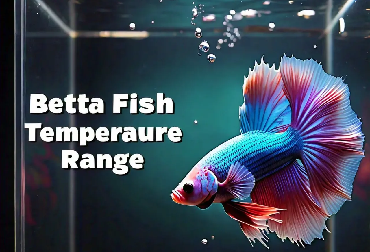 Betta Fish Temperature Range: text with blue betta