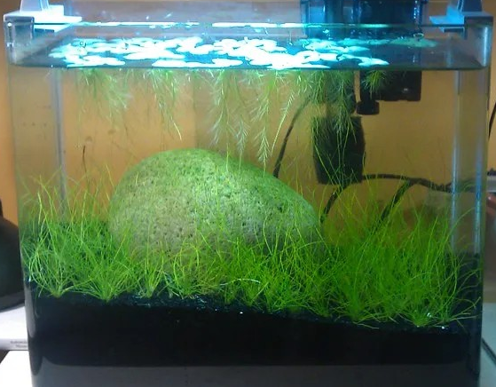 Floating plants aquarium
