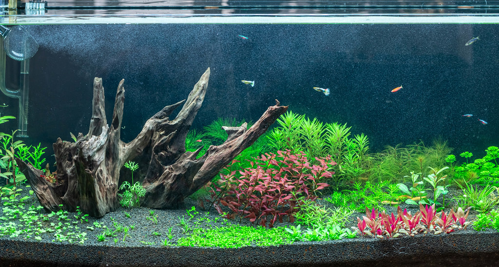 top plants for your aquarium