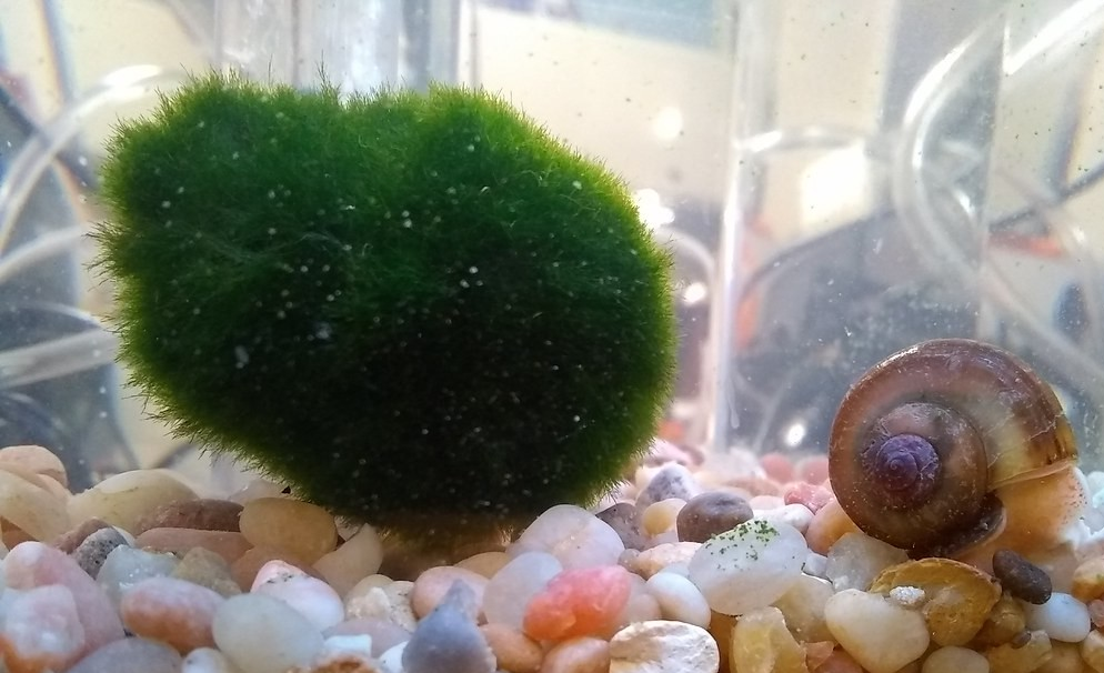 Marimo Moss Ball tank