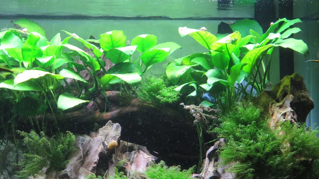 Anubias plant jpg