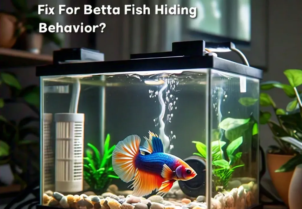 Fix For Betta Fish Hiding Behavior-text-with-blue-betta-in-the-tank