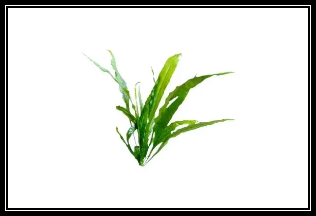 java fern image jpg