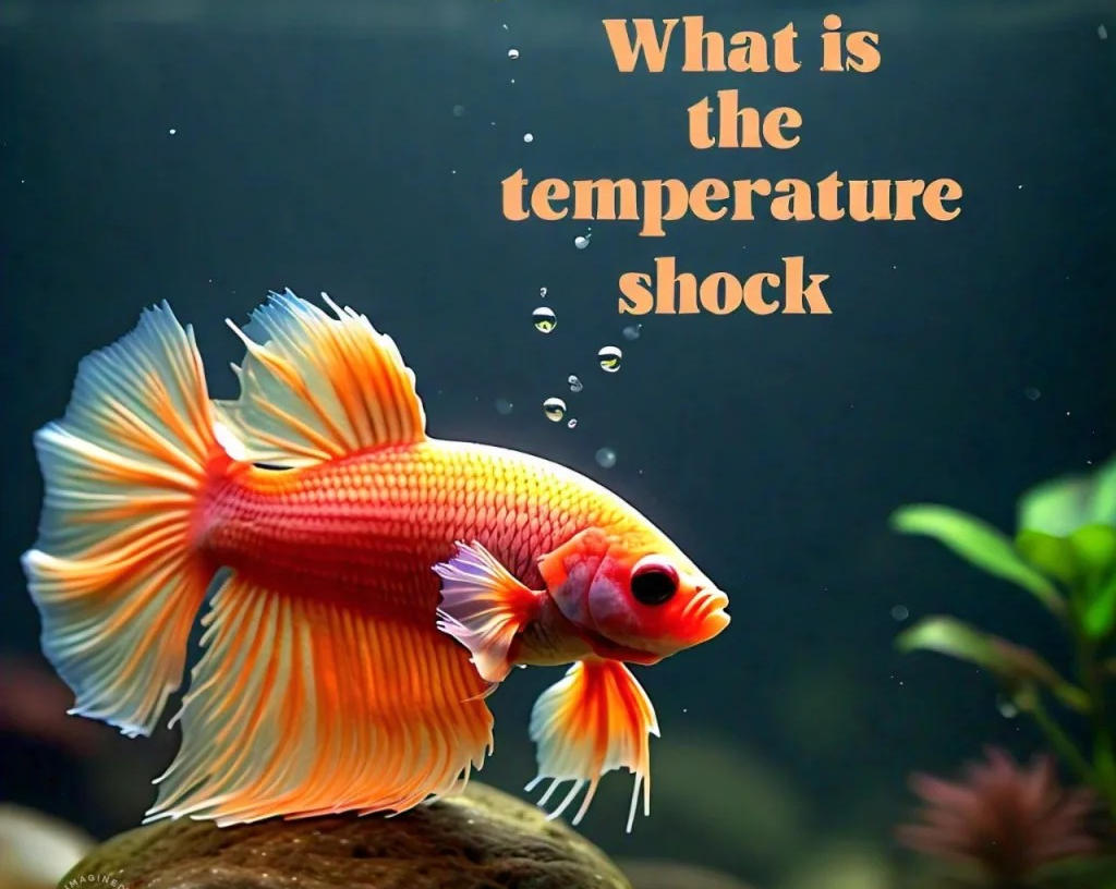 temerature shock