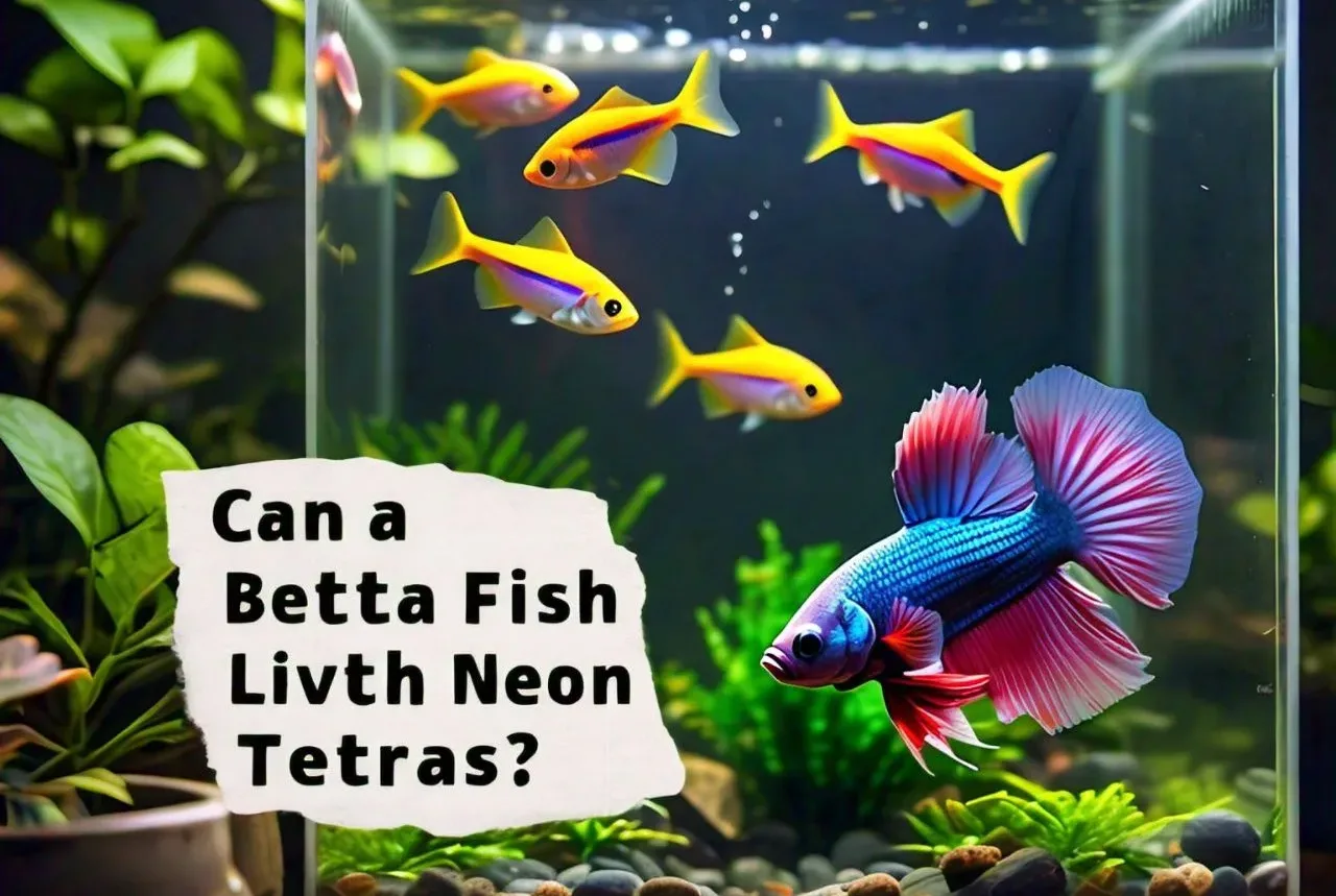 Can a Betta Fish Live with Neon Tetras? text with blue betta tank with neon tetra