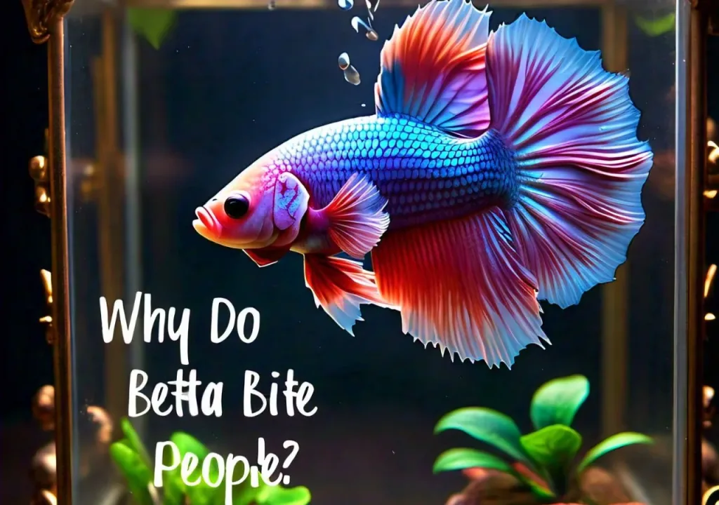 Why Do Betta Fish Bite People? text with blue betta