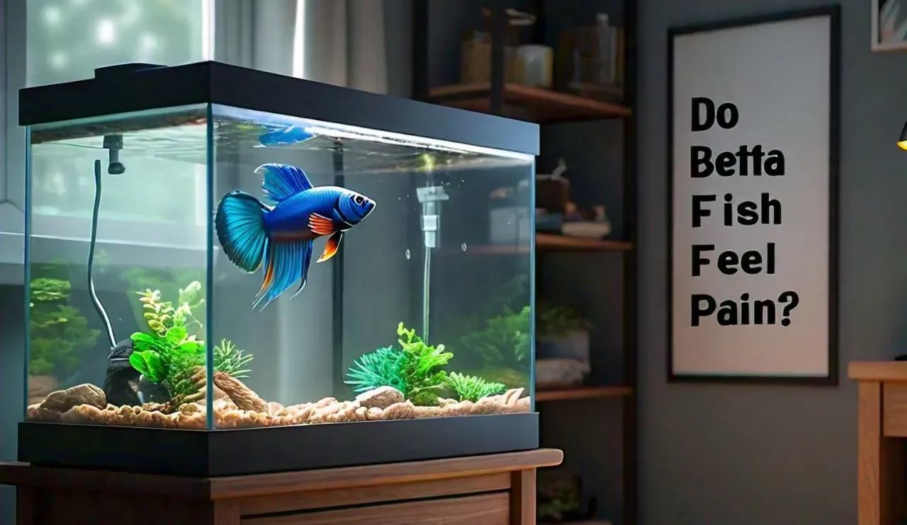 Text Do Betta Fish Feel Pain?with blue betta