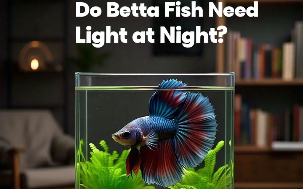 Do Betta Fish Need Light at Night:text-with-blue-betta-in-the-tank