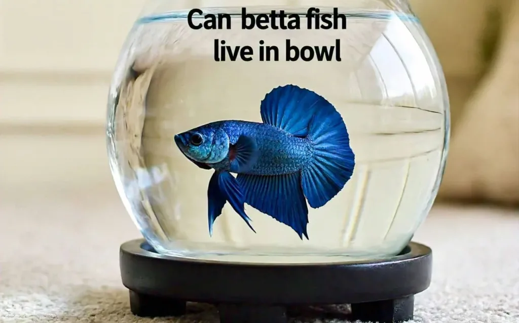 blue-betta-in-bowl-with-text-can-betta-fish-live-in-bowl