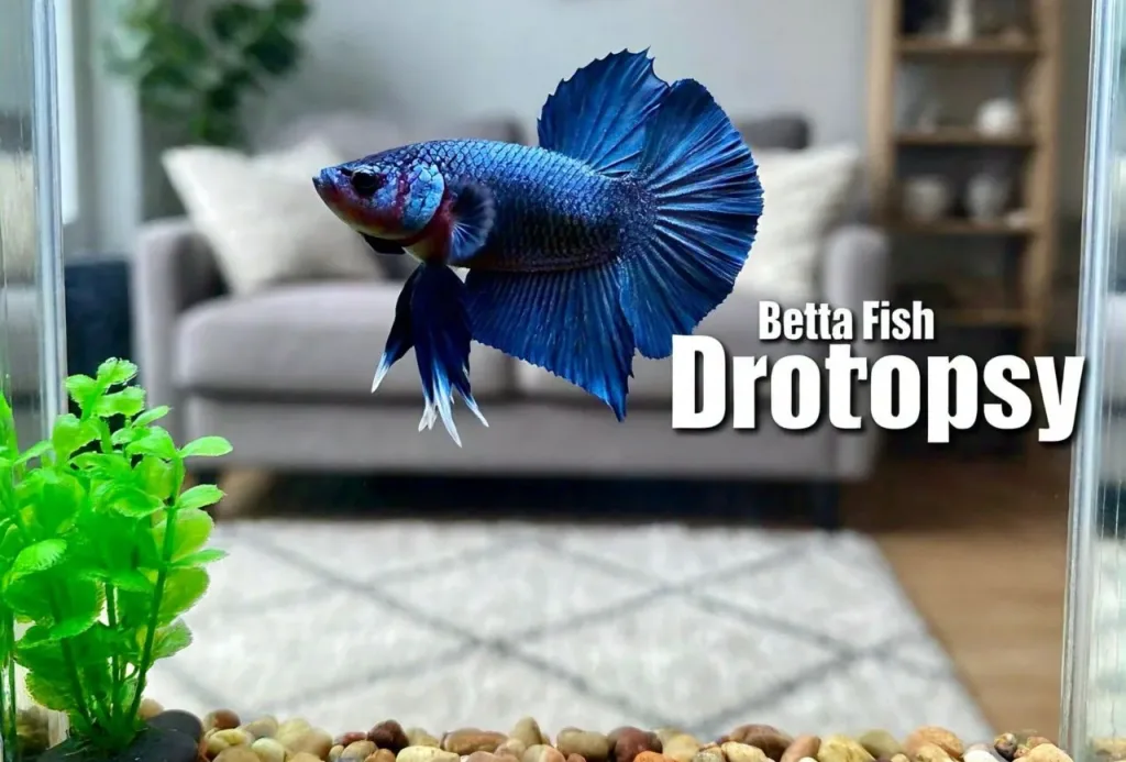 Text:_Betta Fish Dropsy blue-betta-in-the-tank-and-the-tank-in-the-room